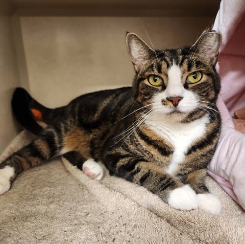 ZINNIA - Domestic Short Hair available for adoption