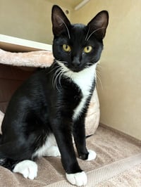 Puffin - available 10/10 - Photo 3
