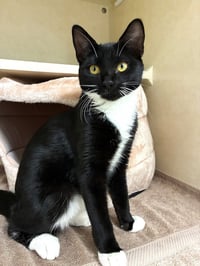 Puffin - available 10/10 - Photo 1