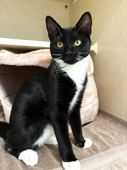 PUFFIN - AVAILABLE 10/10 - Domestic Short Hair available for adoption