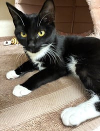 Puffin - available 10/10 - Photo 4