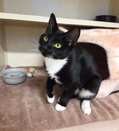 PUFFIN - AVAILABLE 10/10 - Domestic Short Hair available for adoption