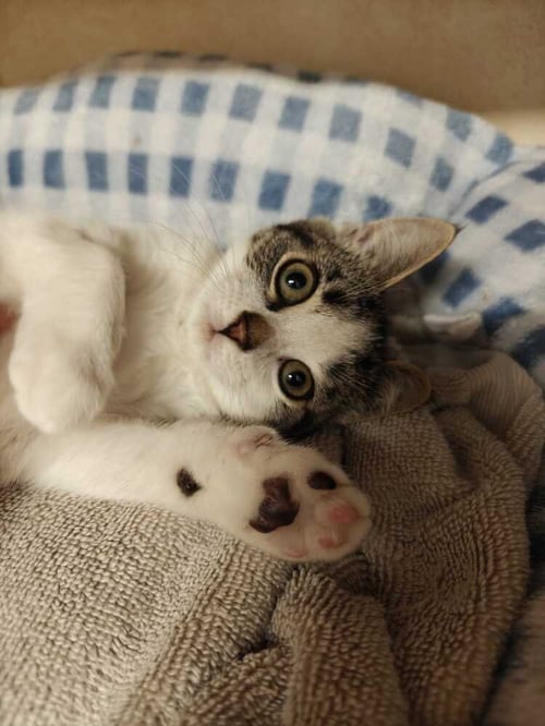 DOUBLE STUF (AVAILABLE 11/1) - Domestic Short Hair available for adoption