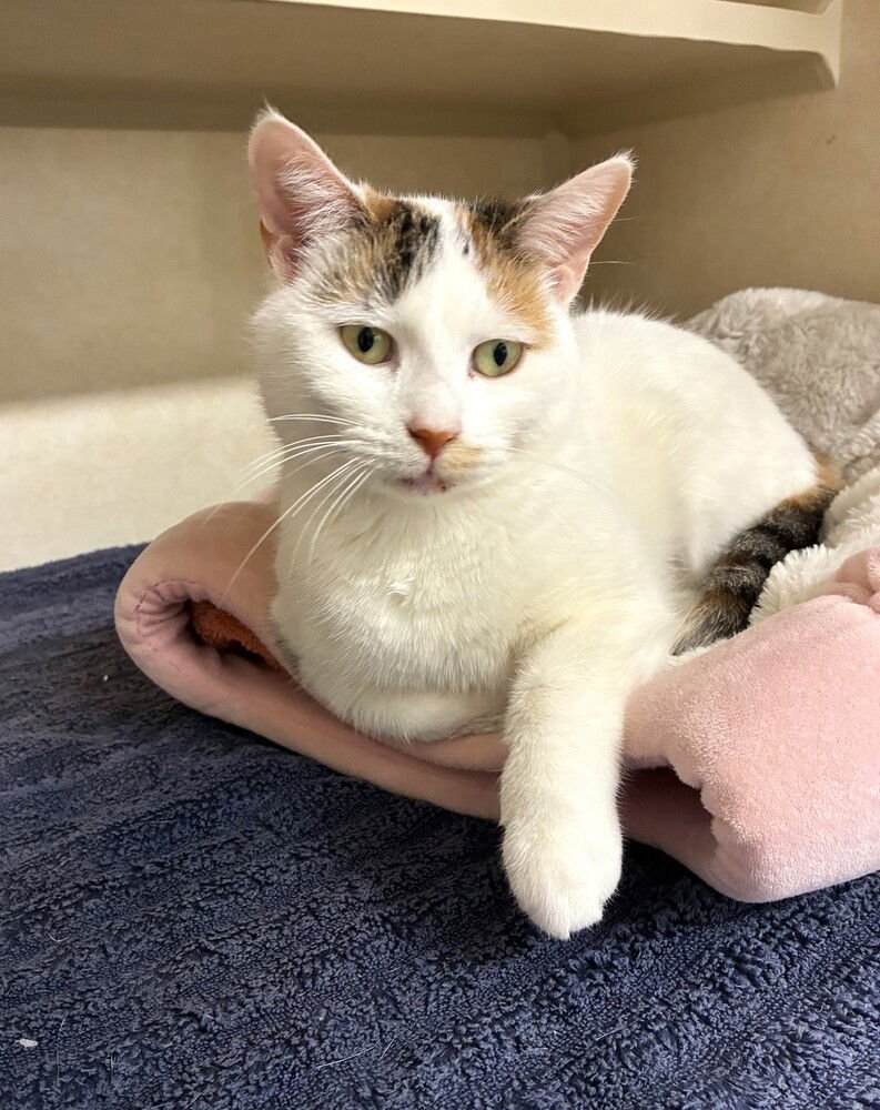 MACKENZIE - AVAILABLE 2/11 - Domestic Short Hair available for adoption