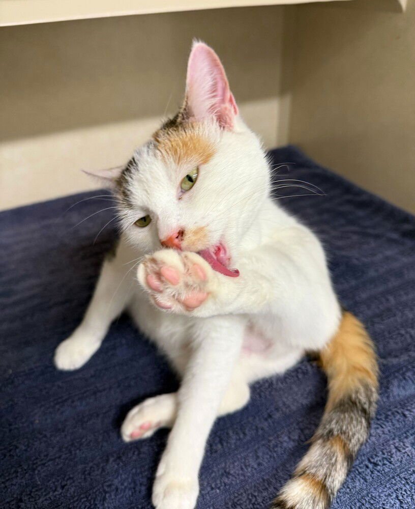 Mackenzie - available 2/11 - Photo 3