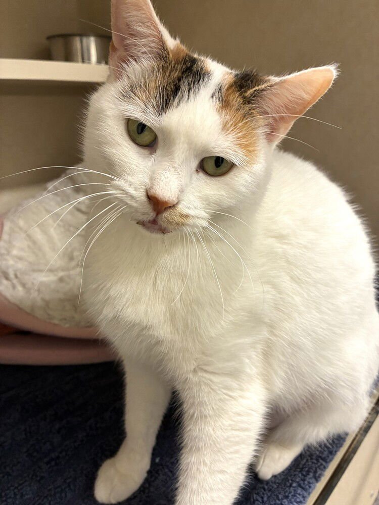 Mackenzie - available 2/11 - Photo 4