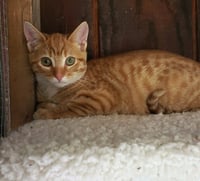 Tigerlily - available 11/1 - Photo 4