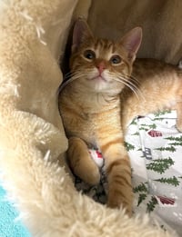 Tigerlily - available 11/1 - Photo 2