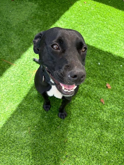 EVE AVAILABLE 10/30/26 - Labrador Retriever available for adoption