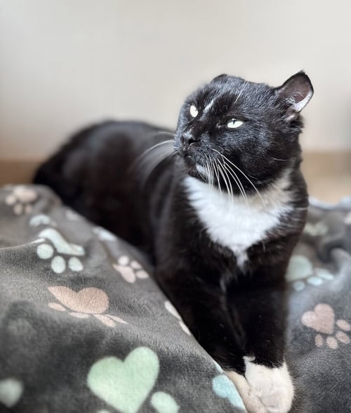 KING LEO - Domestic Short Hair available for adoption