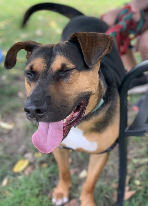 DUKE - Hound / Shepherd available for adoption