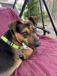 Duke - Photo 3