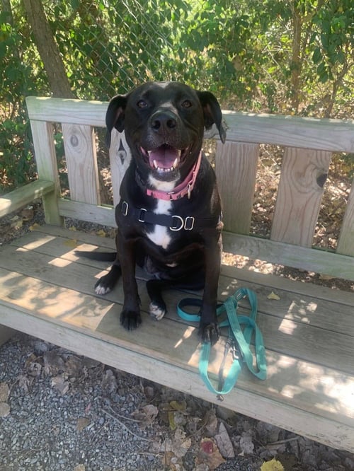 BAGHEERA - Labrador Retriever available for adoption