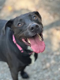Bagheera - Photo 4