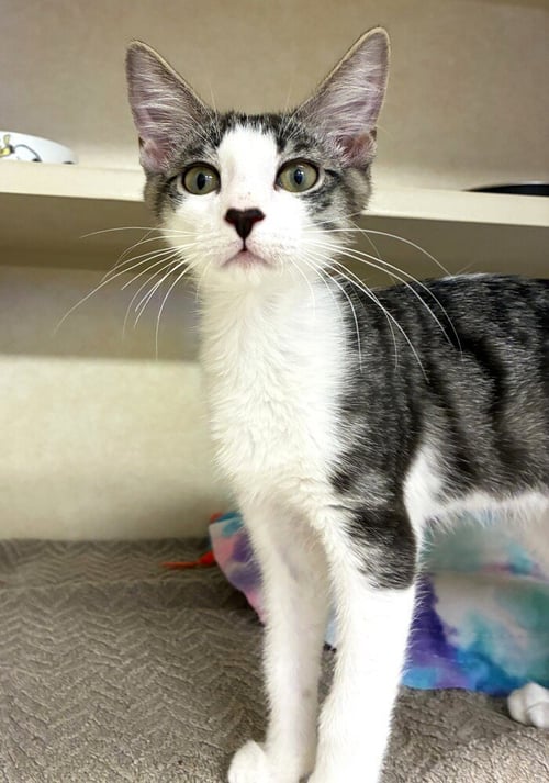 J.J. - AVAILABLE 10/17 - Domestic Short Hair available for adoption