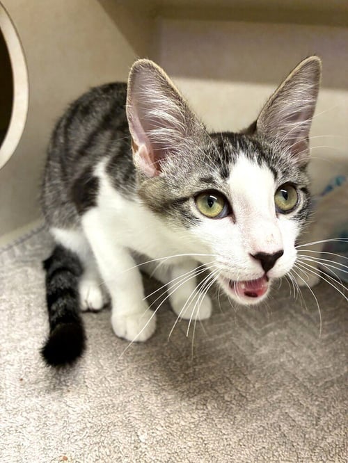 J.J. - AVAILABLE 10/17 - Domestic Short Hair available for adoption