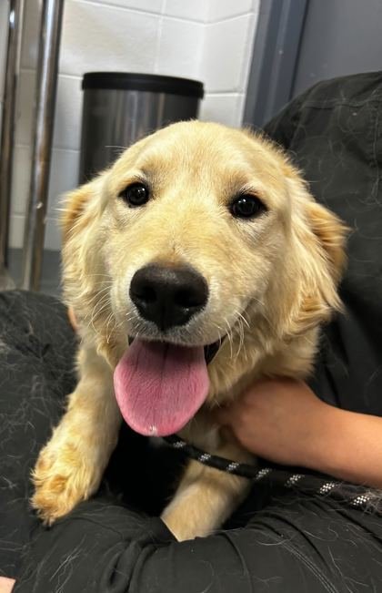 BRISTOL - Golden Retriever available for adoption