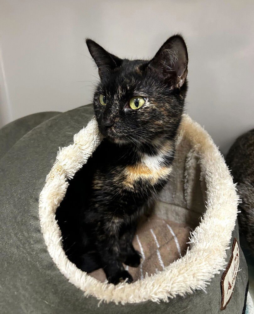 MUM - Domestic Short Hair available for adoption