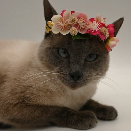 SONNI - Domestic Short Hair / Siamese available for adoption