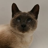 Sonni - Photo 4