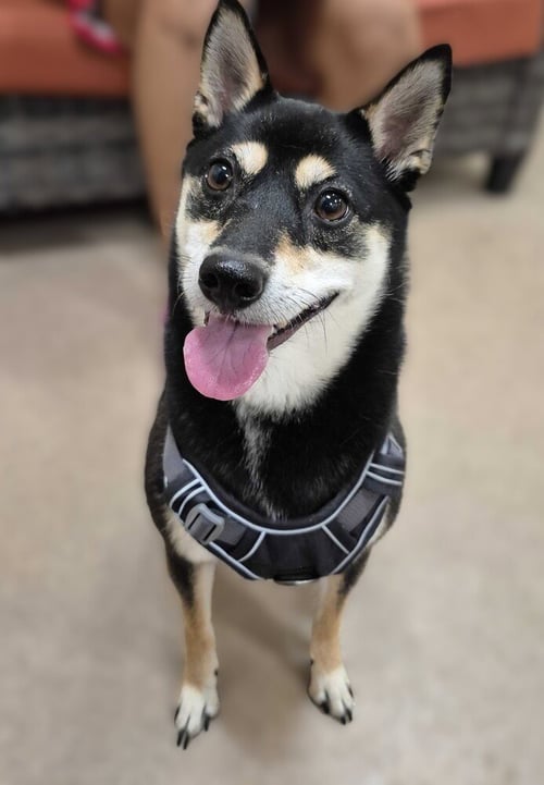LADY - Shiba Inu / Chihuahua available for adoption
