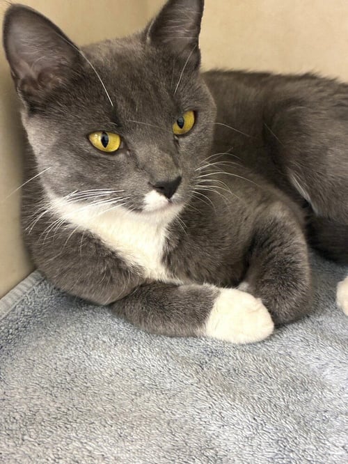 YELENA - AVAILABLE 8/25 - Domestic Short Hair available for adoption