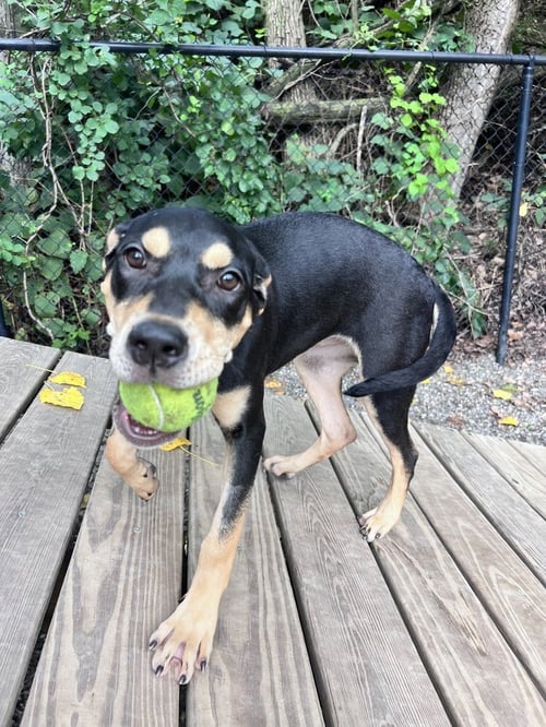 CLEMENTINE AVAILABLE 8/20 - Hound available for adoption