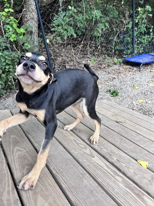 CLEMENTINE AVAILABLE 8/20 - Hound available for adoption