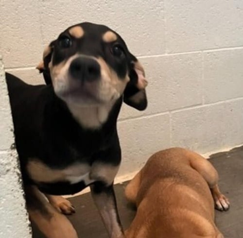 CLEMENTINE AVAILABLE 8/20 - Hound available for adoption