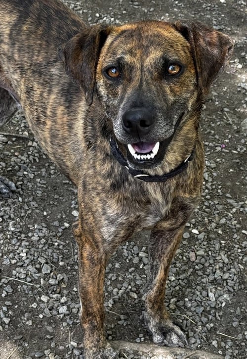 UKULELE - Terrier available for adoption