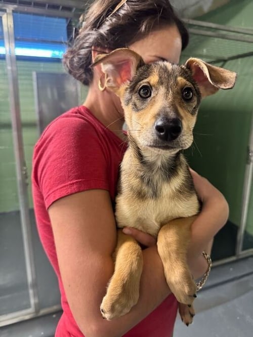 LYRA - Terrier available for adoption