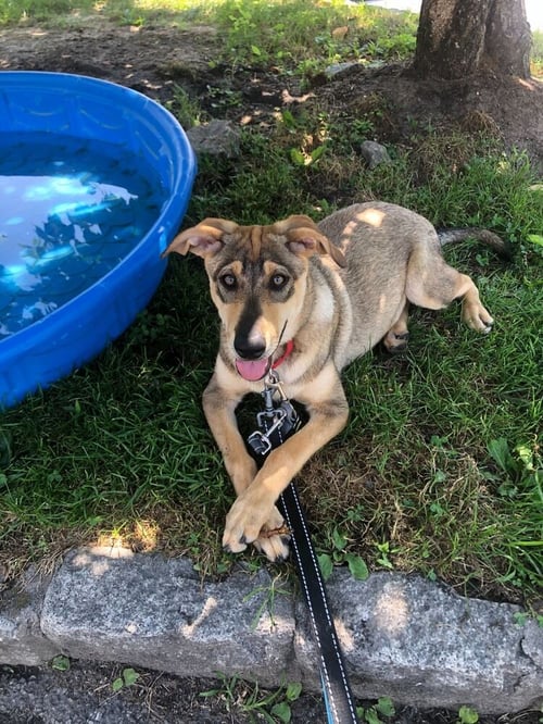 LYRA - Terrier for adoption in Stamford