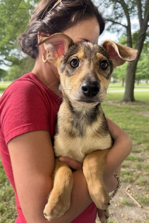 LYRA - Terrier available for adoption