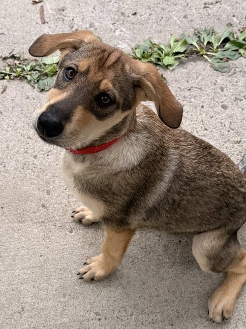 LYRA - Terrier available for adoption
