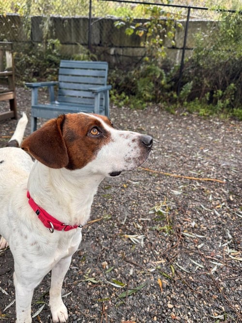 PEDRO AVAILABLE 10/2 - Hound / Labrador Retriever available for adoption