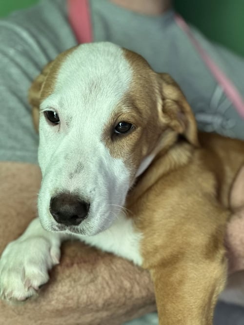 SIMMER POT AVAILABLE 10/24 - Labrador Retriever / Beagle available for adoption
