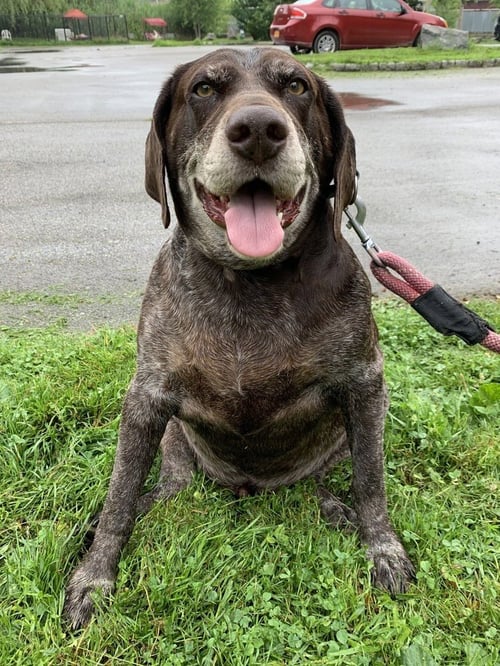 REMI - German Shorthaired Pointer available for adoption