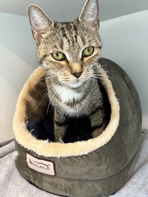 CIAO BELLA - Domestic Short Hair available for adoption