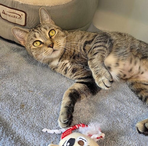 CIAO BELLA - Domestic Short Hair available for adoption
