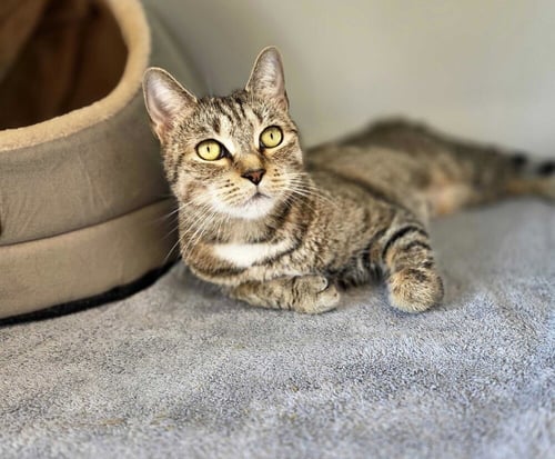 CIAO BELLA - Domestic Short Hair available for adoption