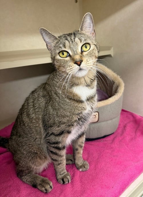 CIAO BELLA - Domestic Short Hair available for adoption
