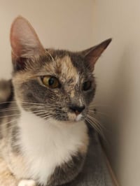 Josie (Available 11/1) - Photo 1