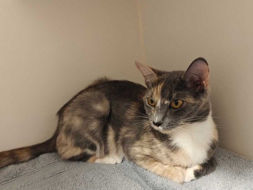 JOSIE (AVAILABLE 11/1) - Domestic Short Hair available for adoption