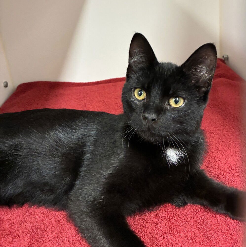 TAZ - Domestic Short Hair available for adoption