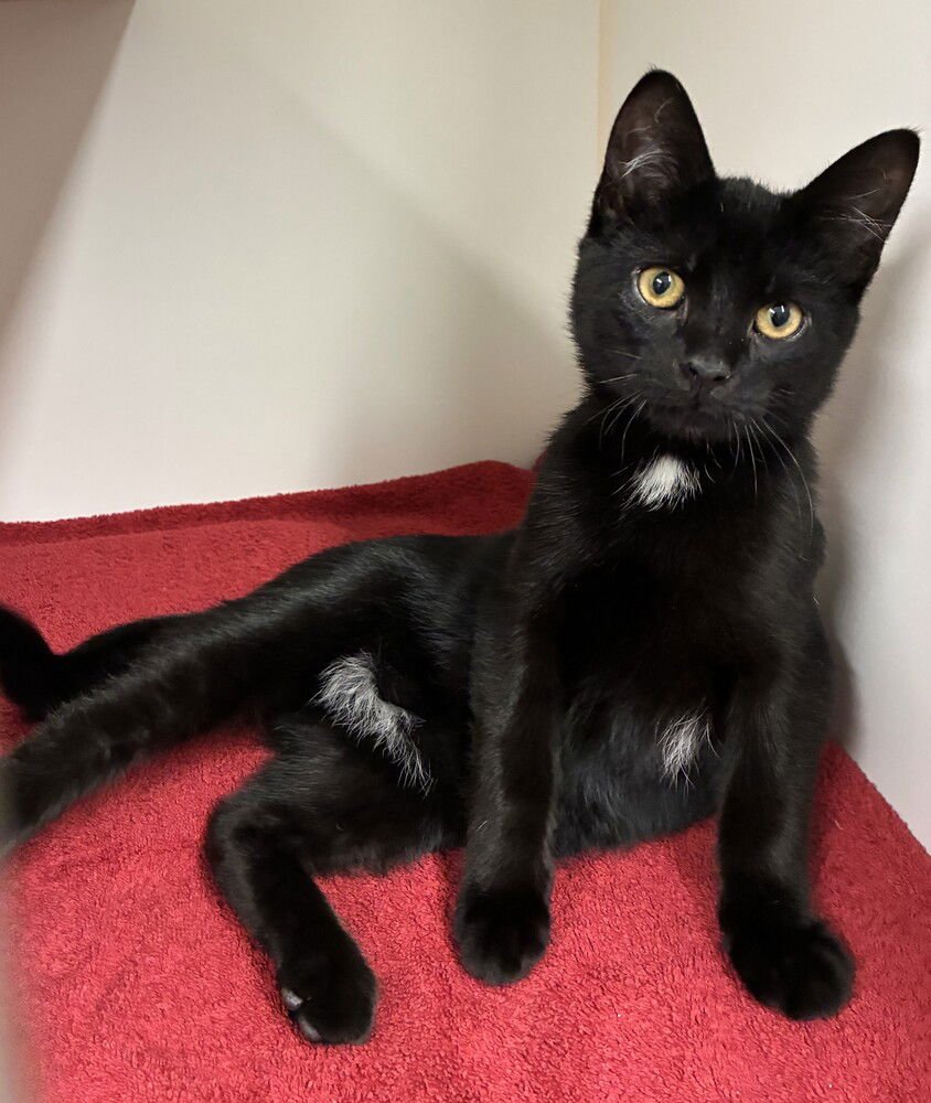 TAZ - Domestic Short Hair available for adoption