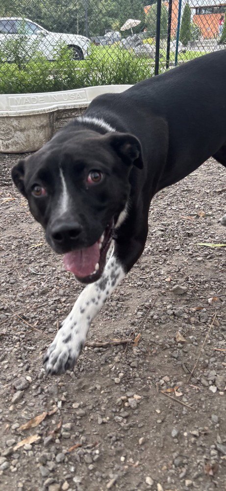 HATHA - Unknown available for adoption