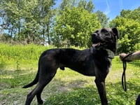 Prancer - Photo 1