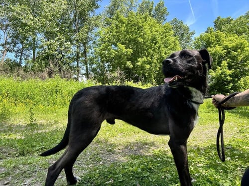 PRANCER - Unknown available for adoption