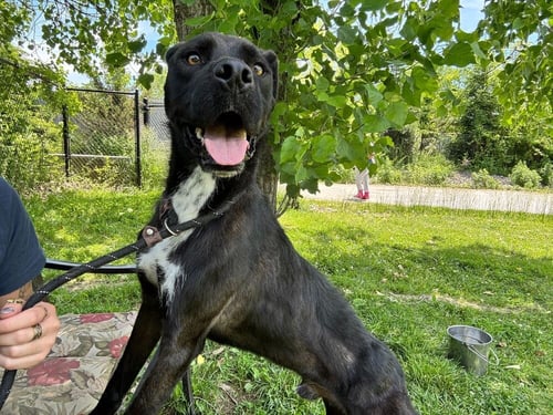PRANCER - Unknown available for adoption