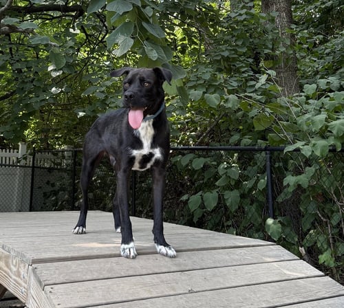 PRANCER - Unknown available for adoption
